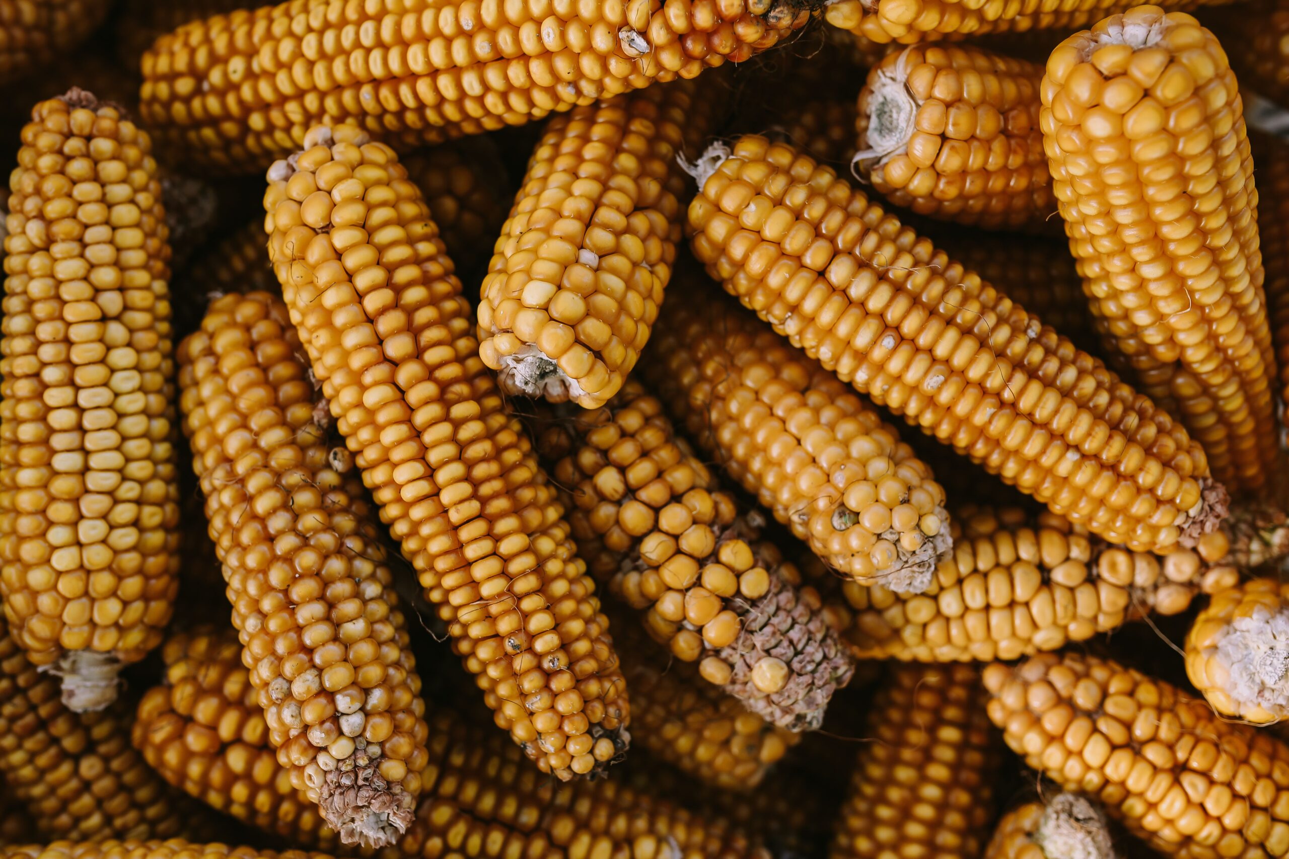 Los sistemas de ciencia, tecnología e innovación agropecuaria de América Latina y el Caribe frente a la nueva revolución tecnológica
